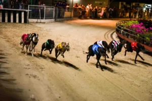 Hướng Dẫn Cách Chơi Đua Chó SP666 Chắc Thắng Từ Cao Thủ