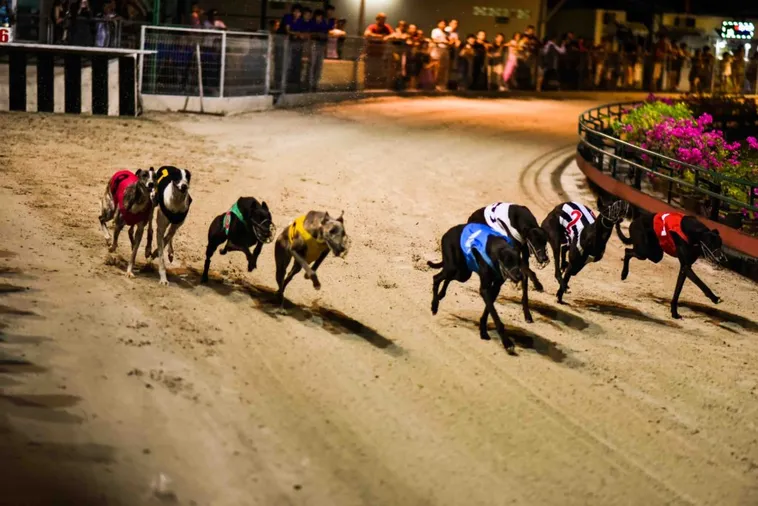 Hướng Dẫn Cách Chơi Đua Chó SP666 Chắc Thắng Từ Cao Thủ