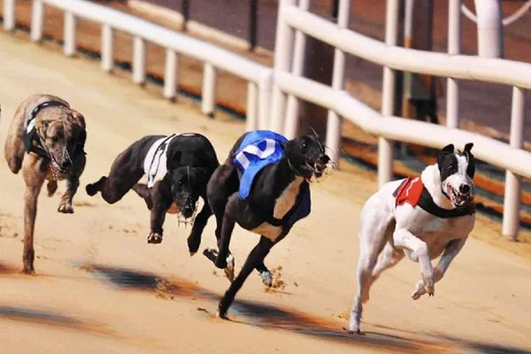 Hướng Dẫn Cách Chơi Đua Chó SP666 Chắc Thắng Từ Cao Thủ