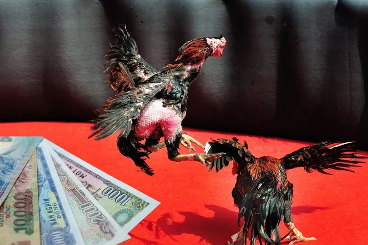 Bật Mí Cách Chơi Đá Gà Sabong Tại SP666 Từ Các Chuyên Gia